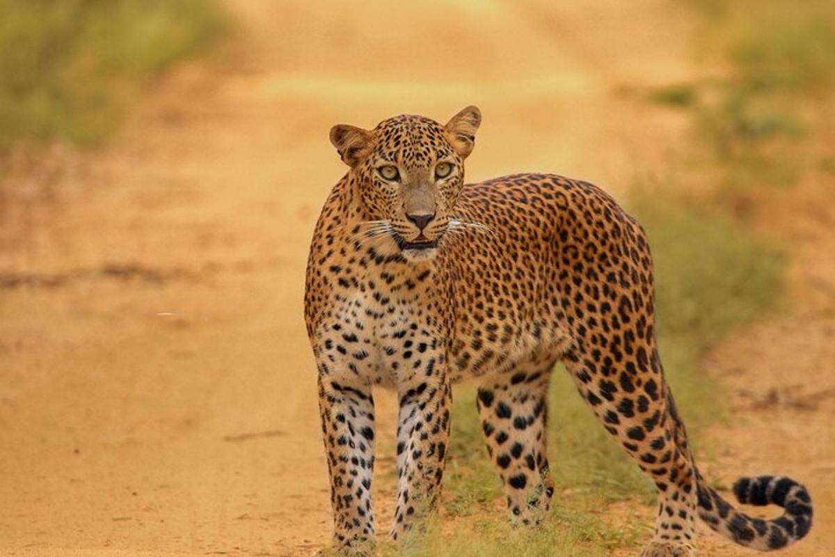 un leopardo in piedi sul ciglio di una strada sterrata