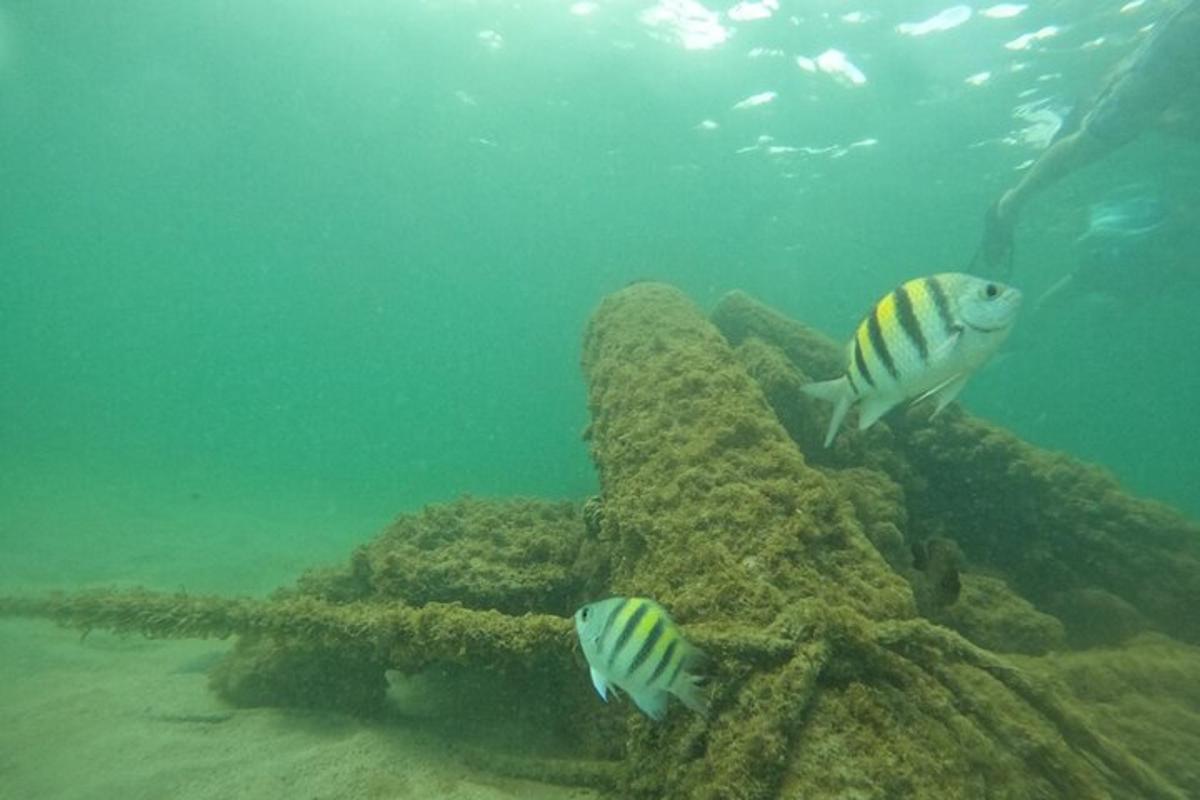 Dos peces nadando en el agua cerca de un arrecife