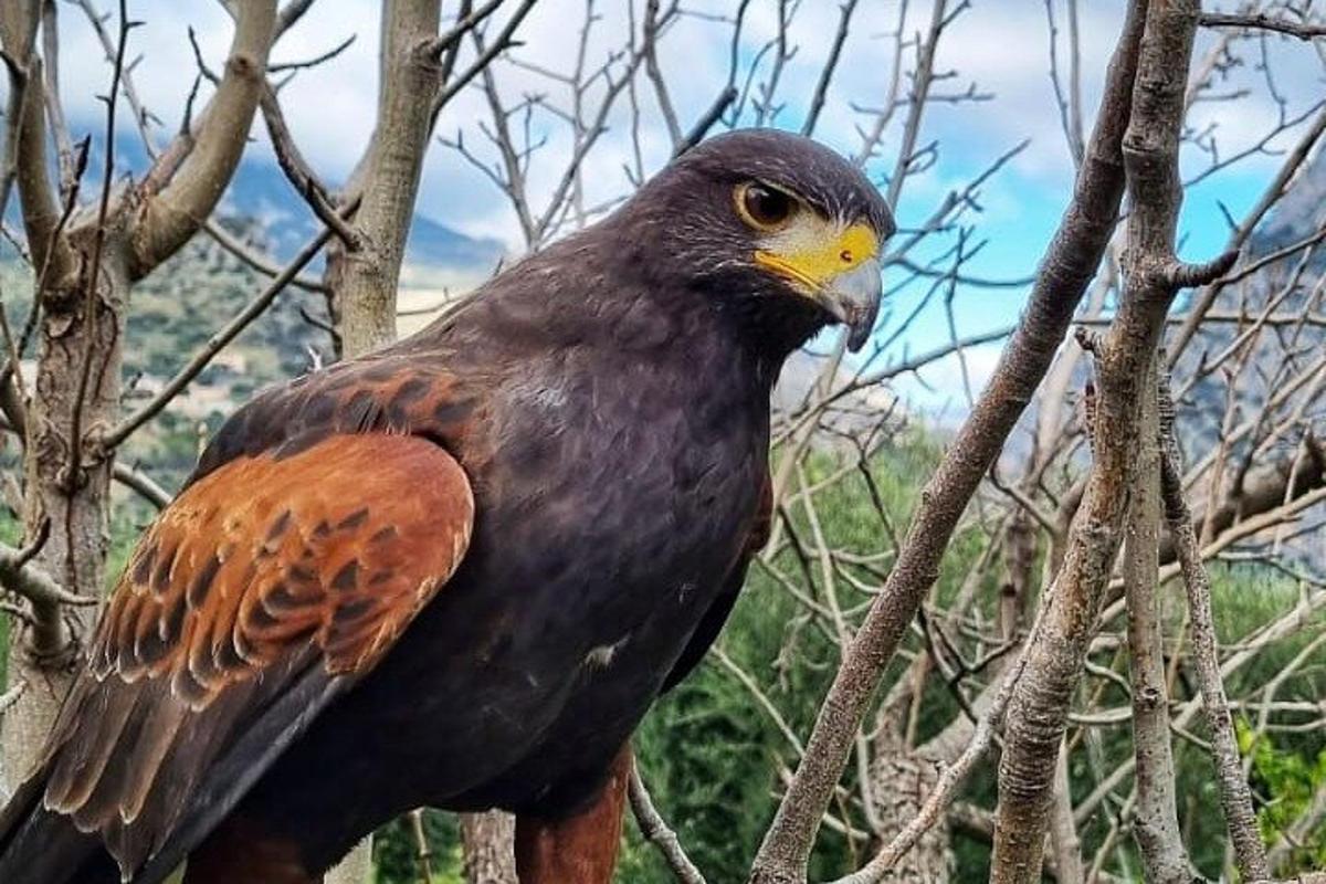 一只鸟坐在树枝上