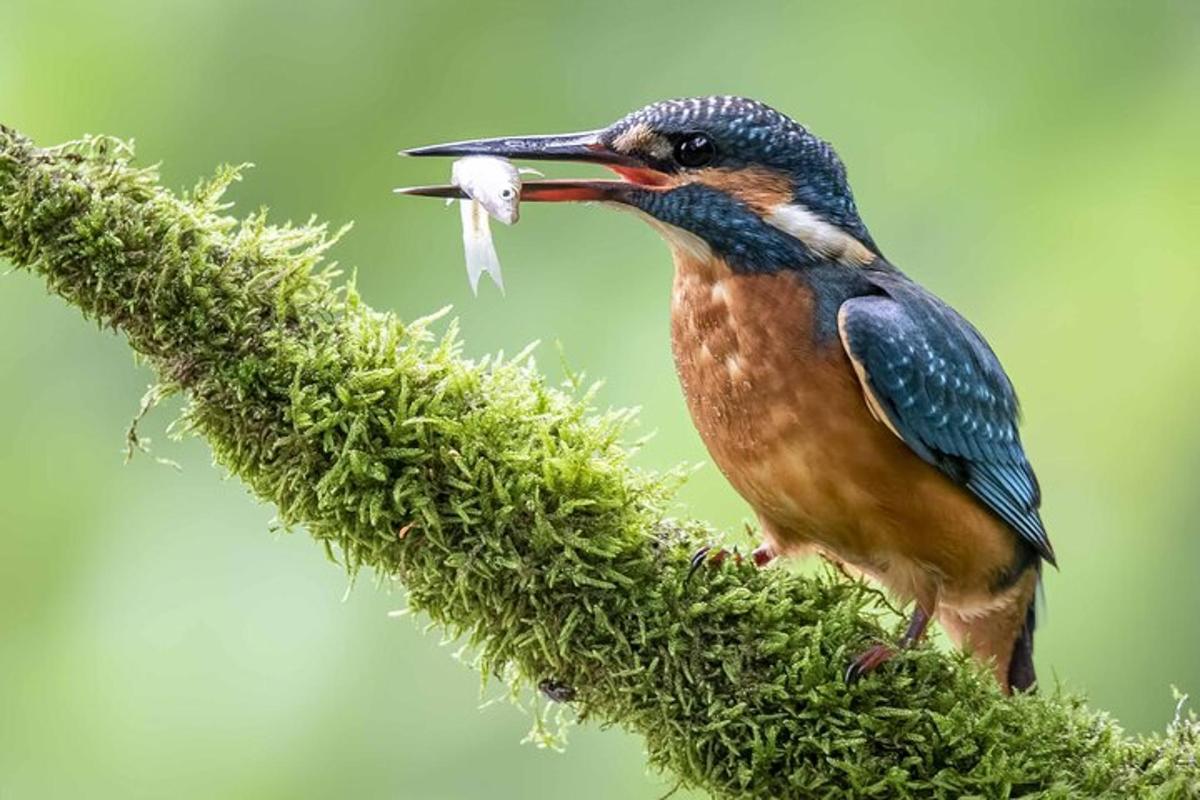 seekor burung sedang memegang cacing di dalam mulutnya