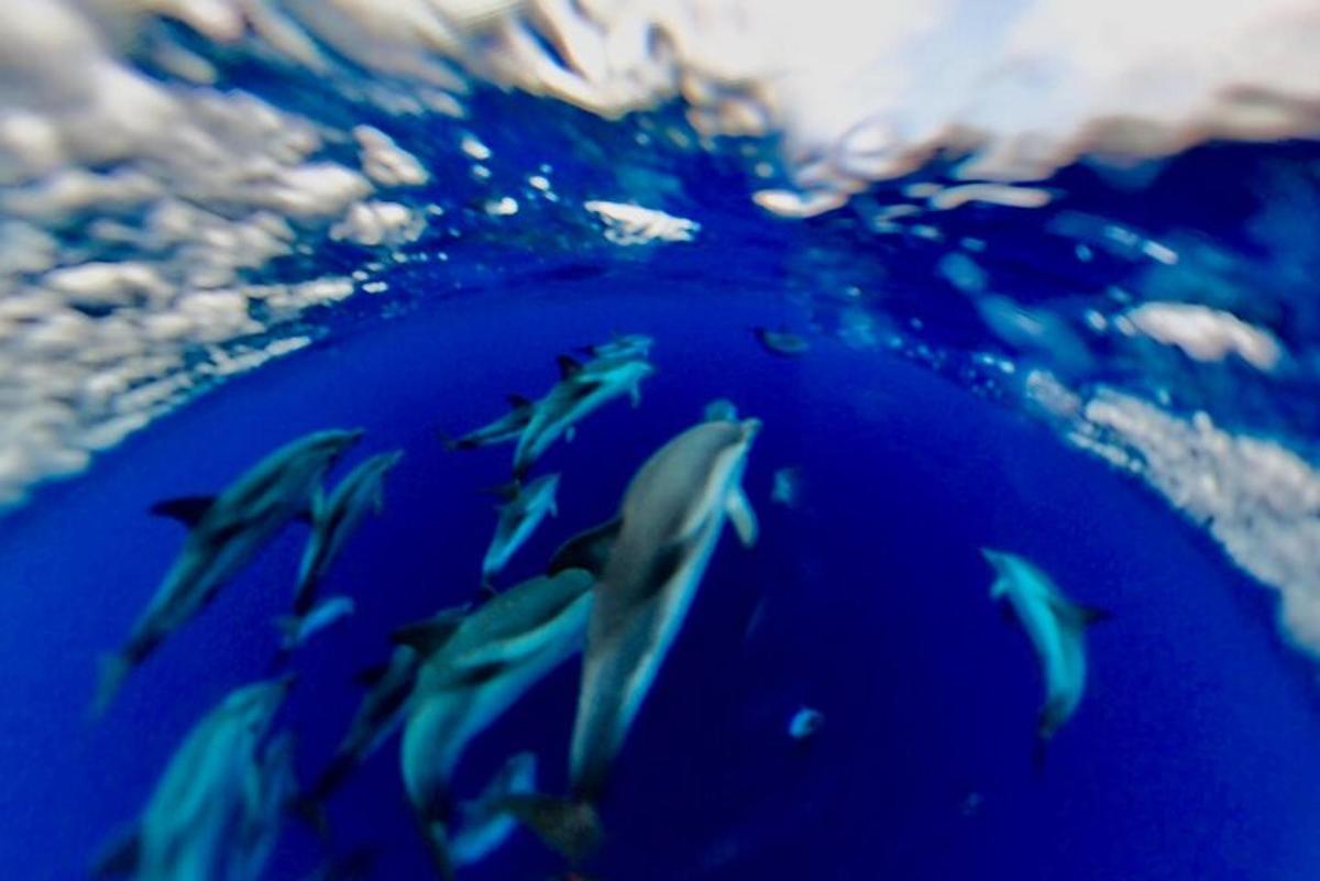 a group of fish swimming in the water