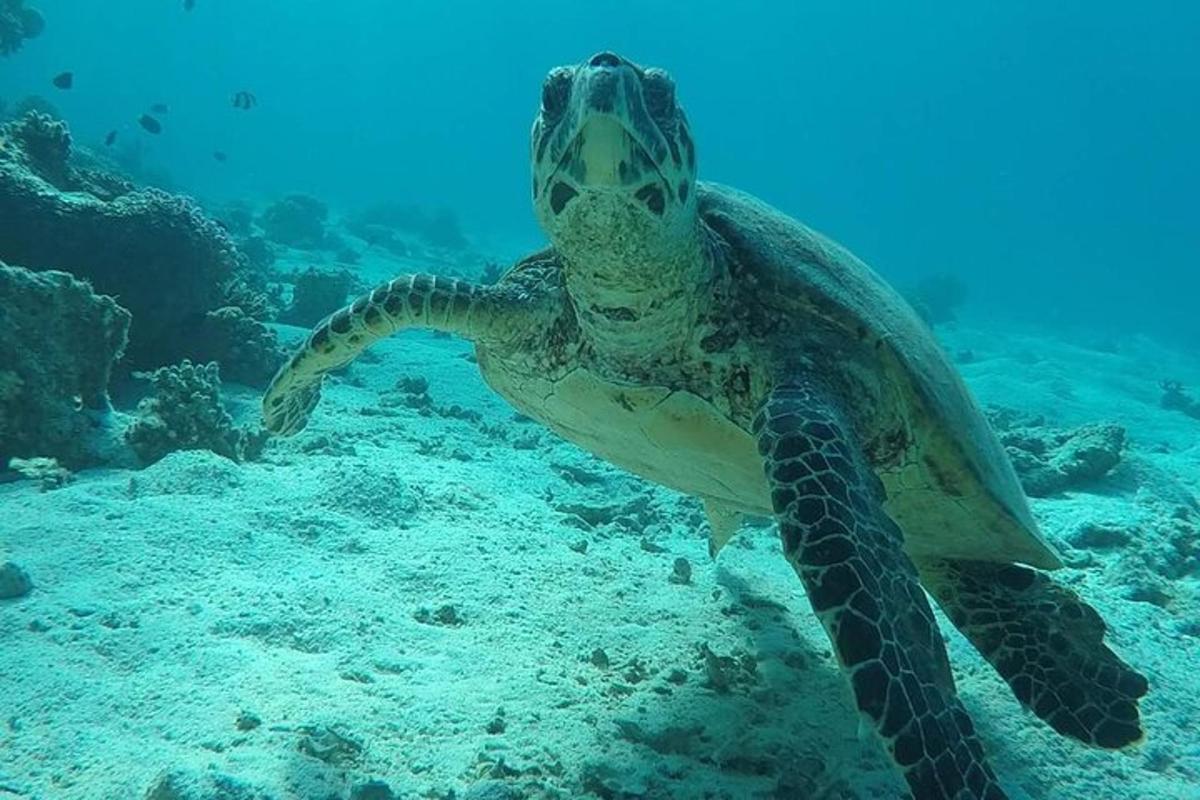zelená mořská želva plavající v oceánu