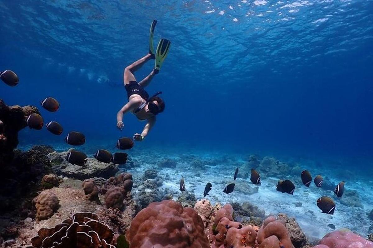 seseorang sedang berenang di atas terumbu karang
