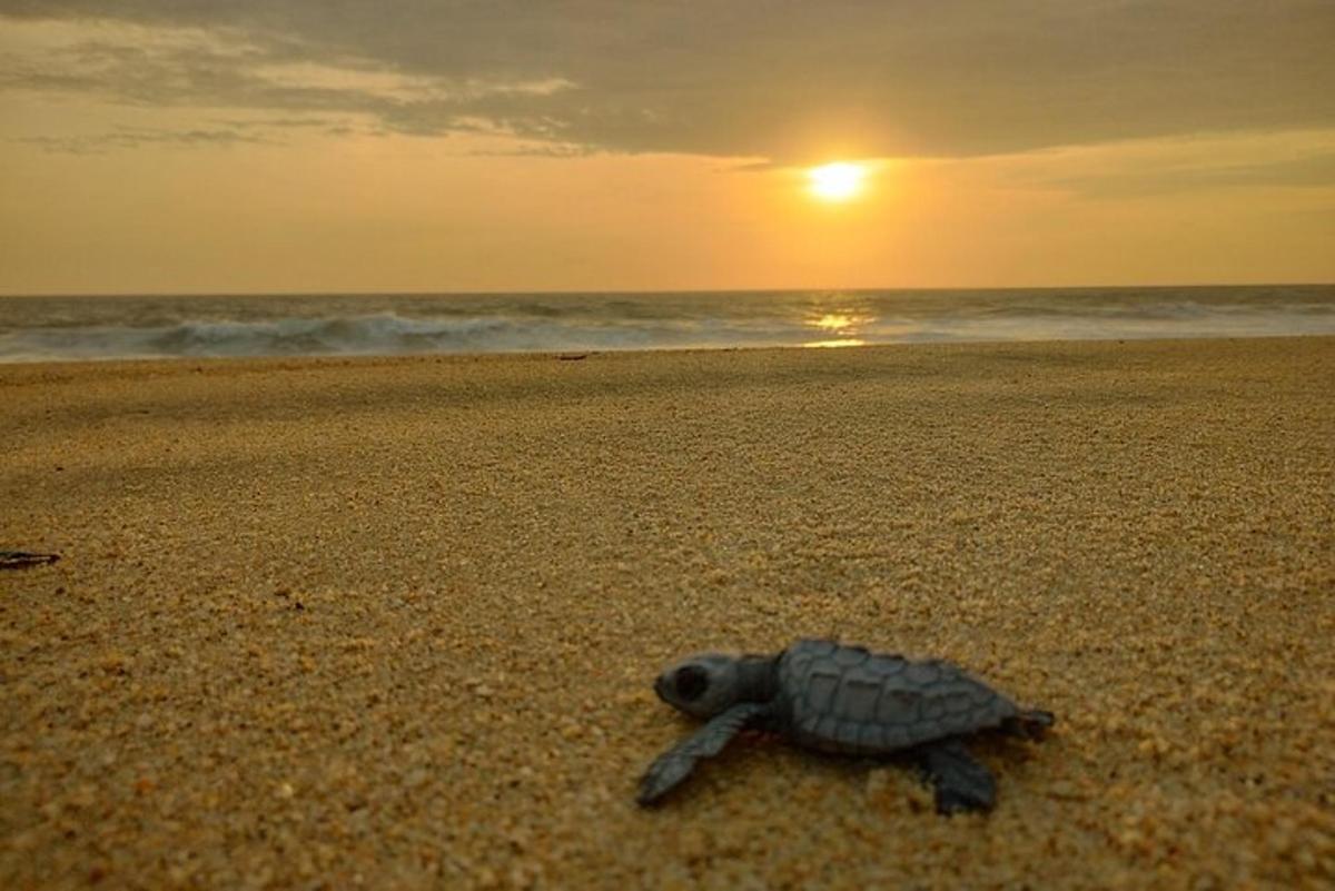 a turtle on the beach with the sunset in the background