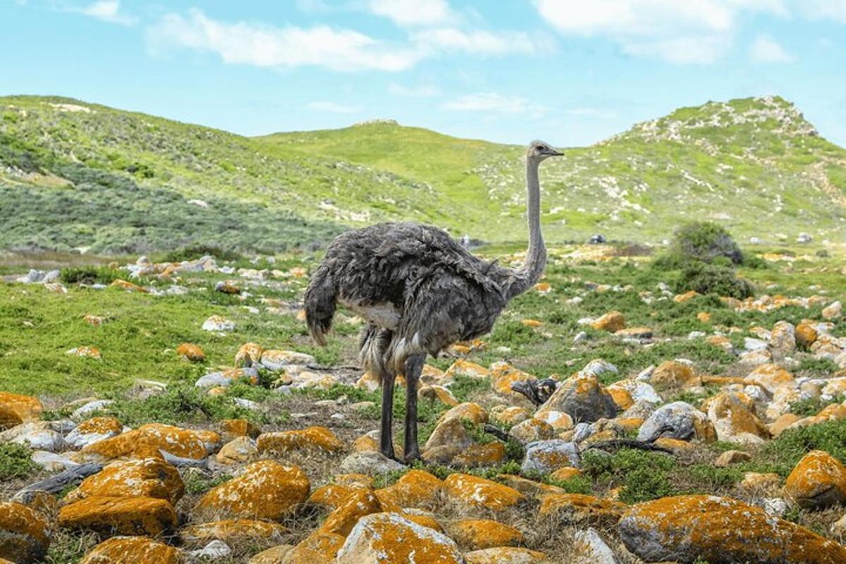 ein Strauß, der auf Felsen auf einem Feld steht