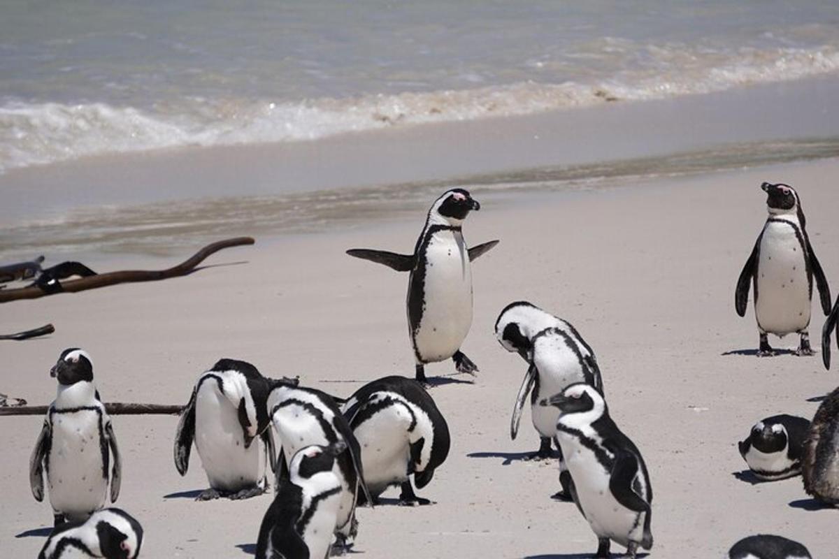 eine Gruppe Pinguine, die am Strand spazieren gehen