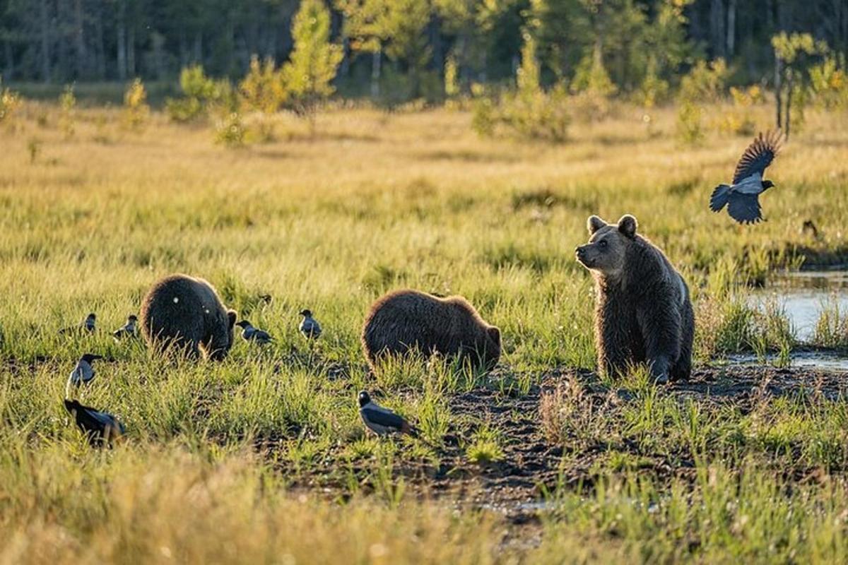 a group of bears and birds in a field