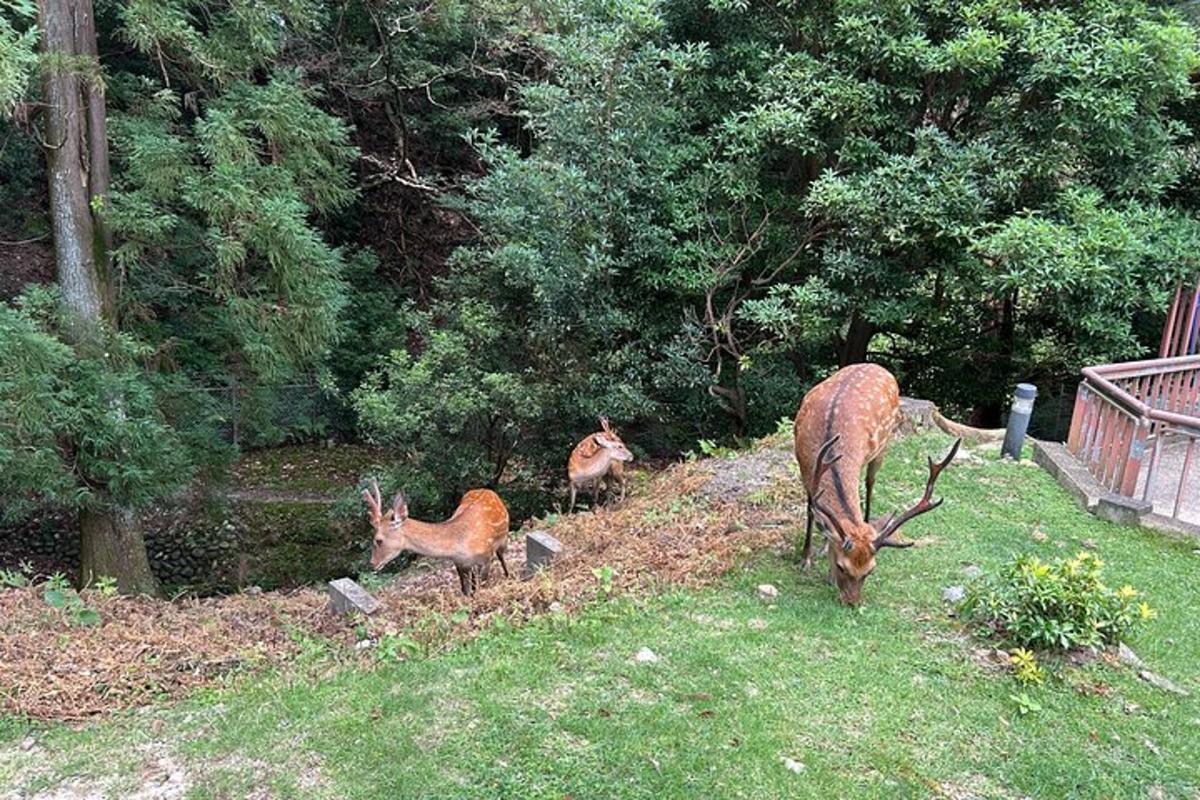 due cervi e un cerbiatto che pascolano nell'erba