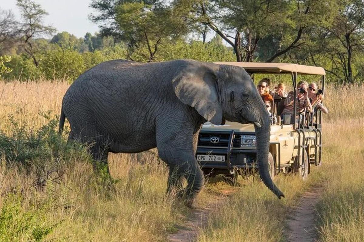 một nhóm người trên xe safari đang ngắm một con voi