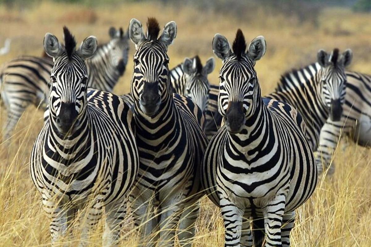 a herd of zebras standing in a field