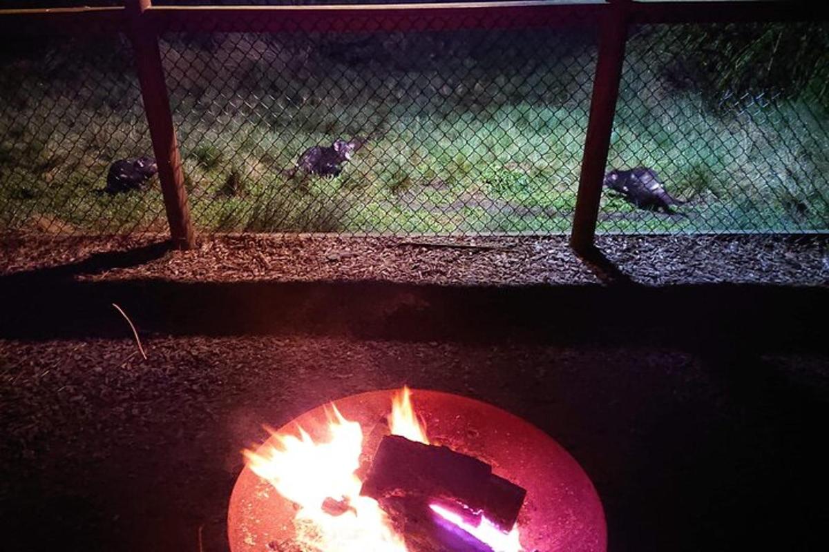 a fire pit in a yard with cats in the background