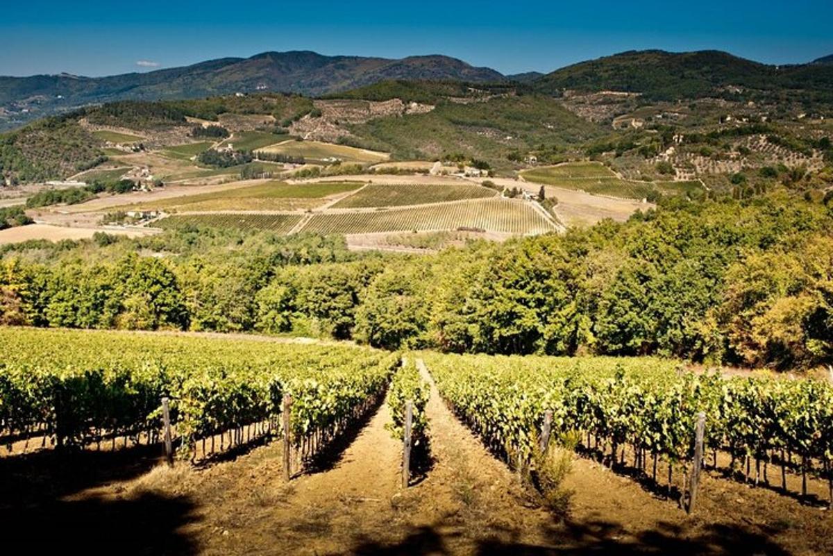 a vineyard with trees and hills in the background
