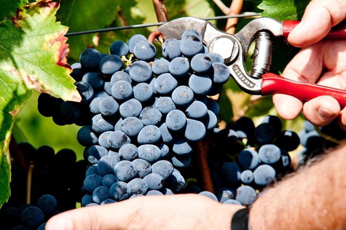 a person cutting grapes with a pair of scissors
