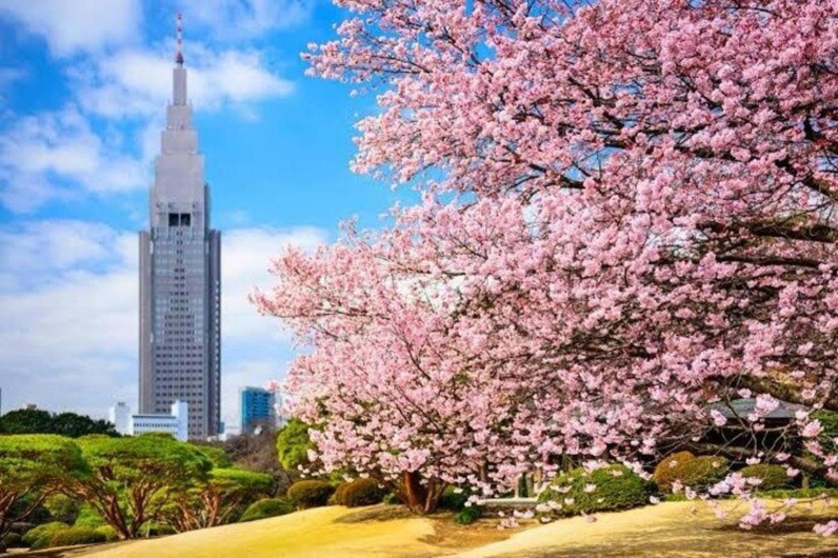 un albero in fiore con un alto edificio sullo sfondo