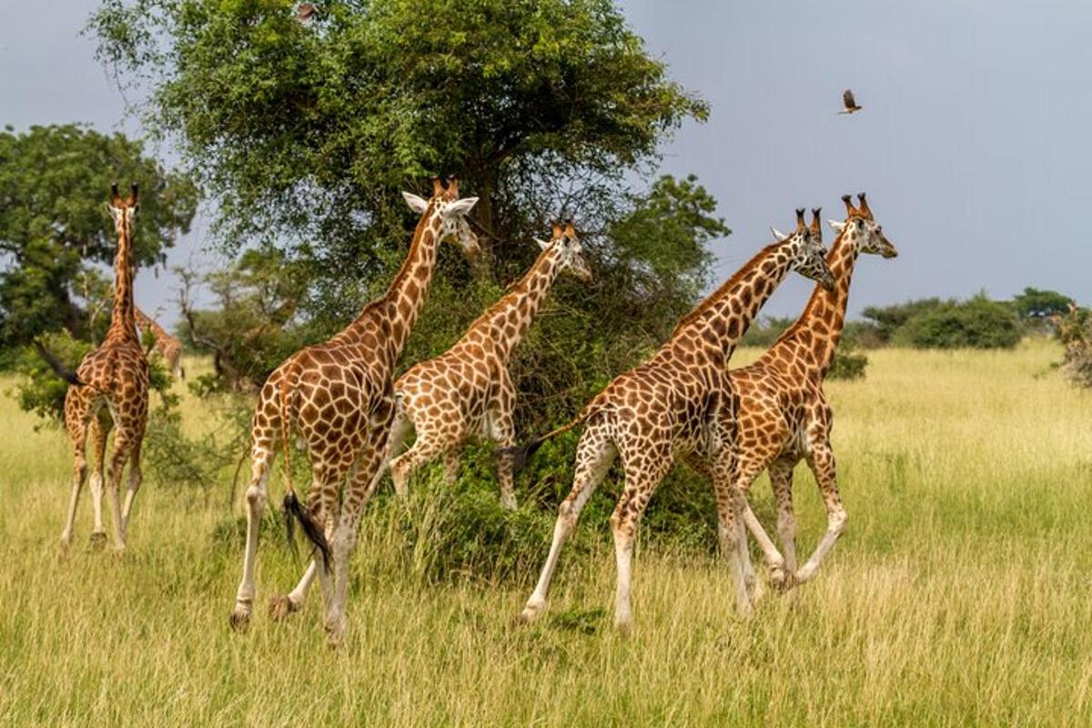 un gruppo di giraffe che camminano in un campo