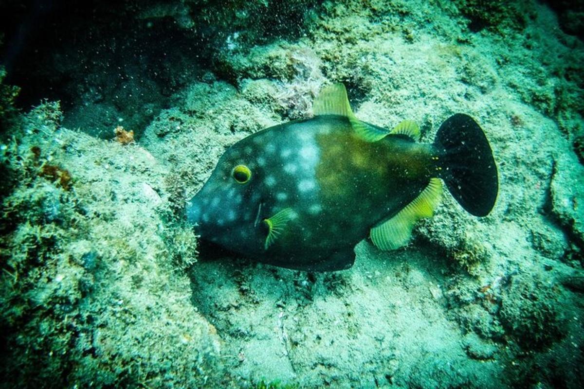 a black and white fish swimming in the ocean