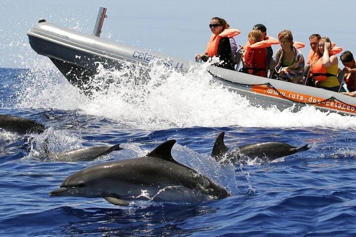a group of dolphins in the water next to a boat