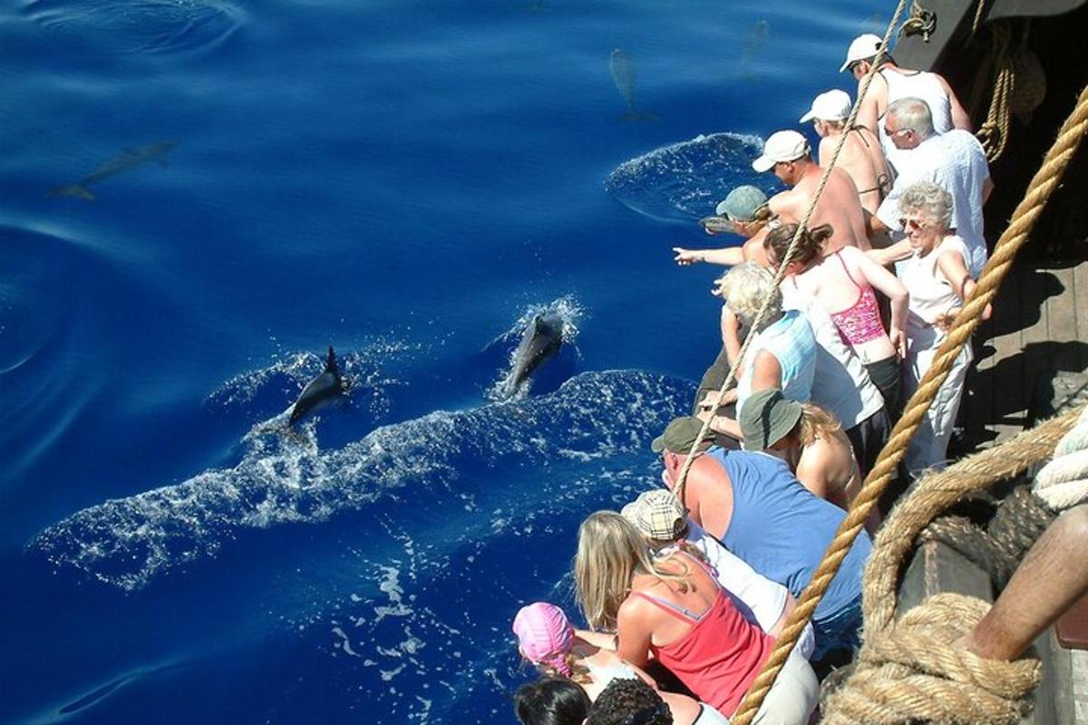 un gruppo di persone che osserva i delfini nell'acqua