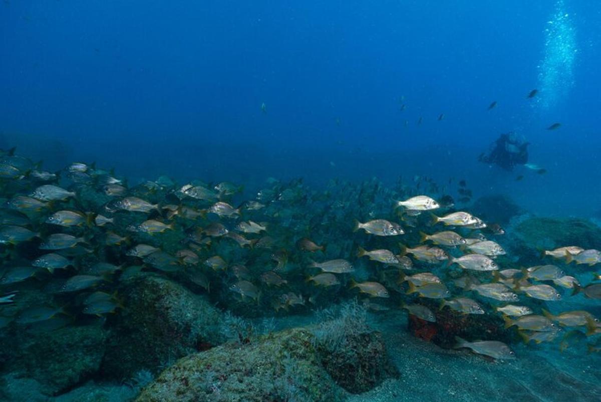 um grande grupo de peixes nadando no oceano