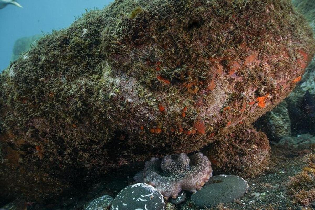 uma grande rocha coberta de algas no fundo do oceano