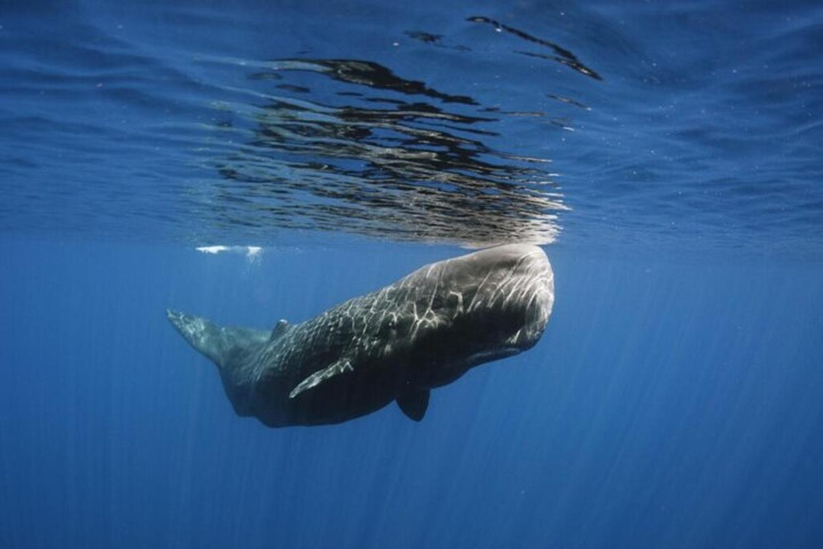 uma baleia nadando na água do oceano
