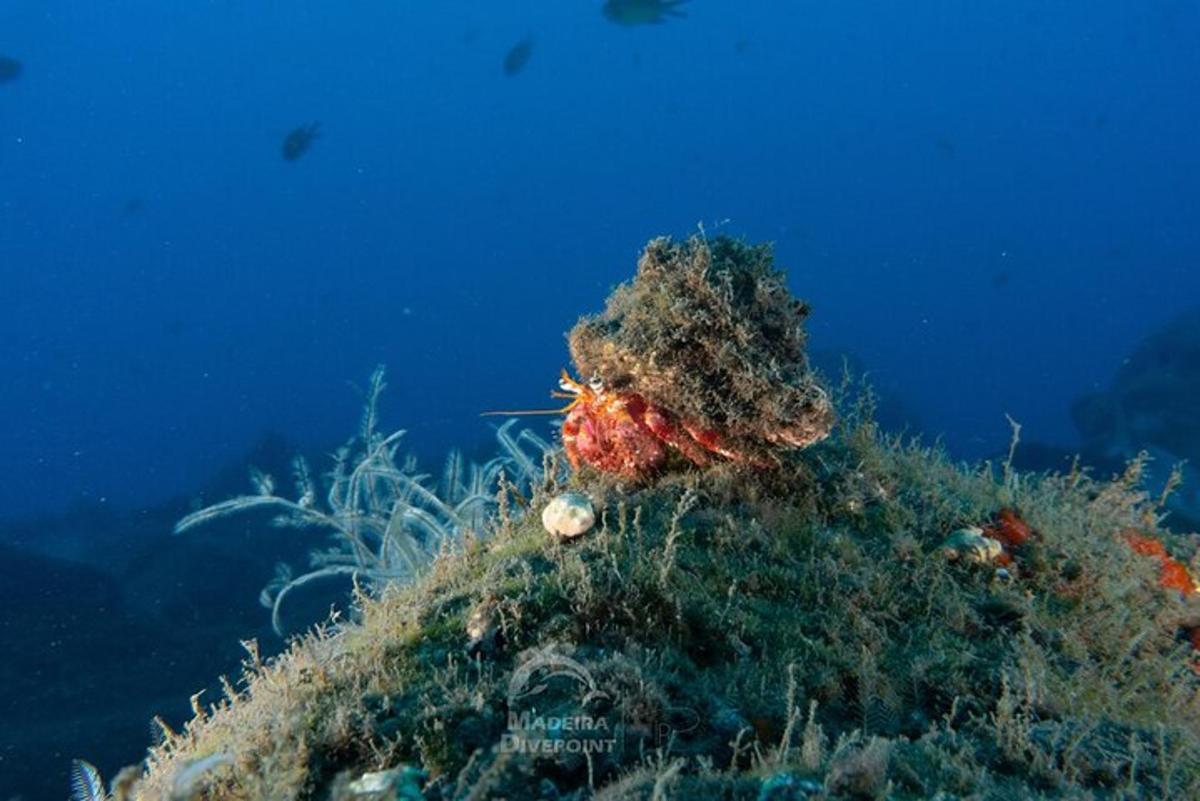um caranguejo sentado no topo de um recife de coral
