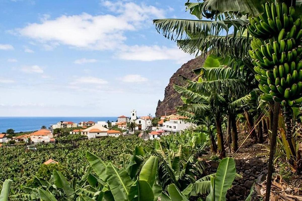 un casco di banane su una collina vicino all'oceano