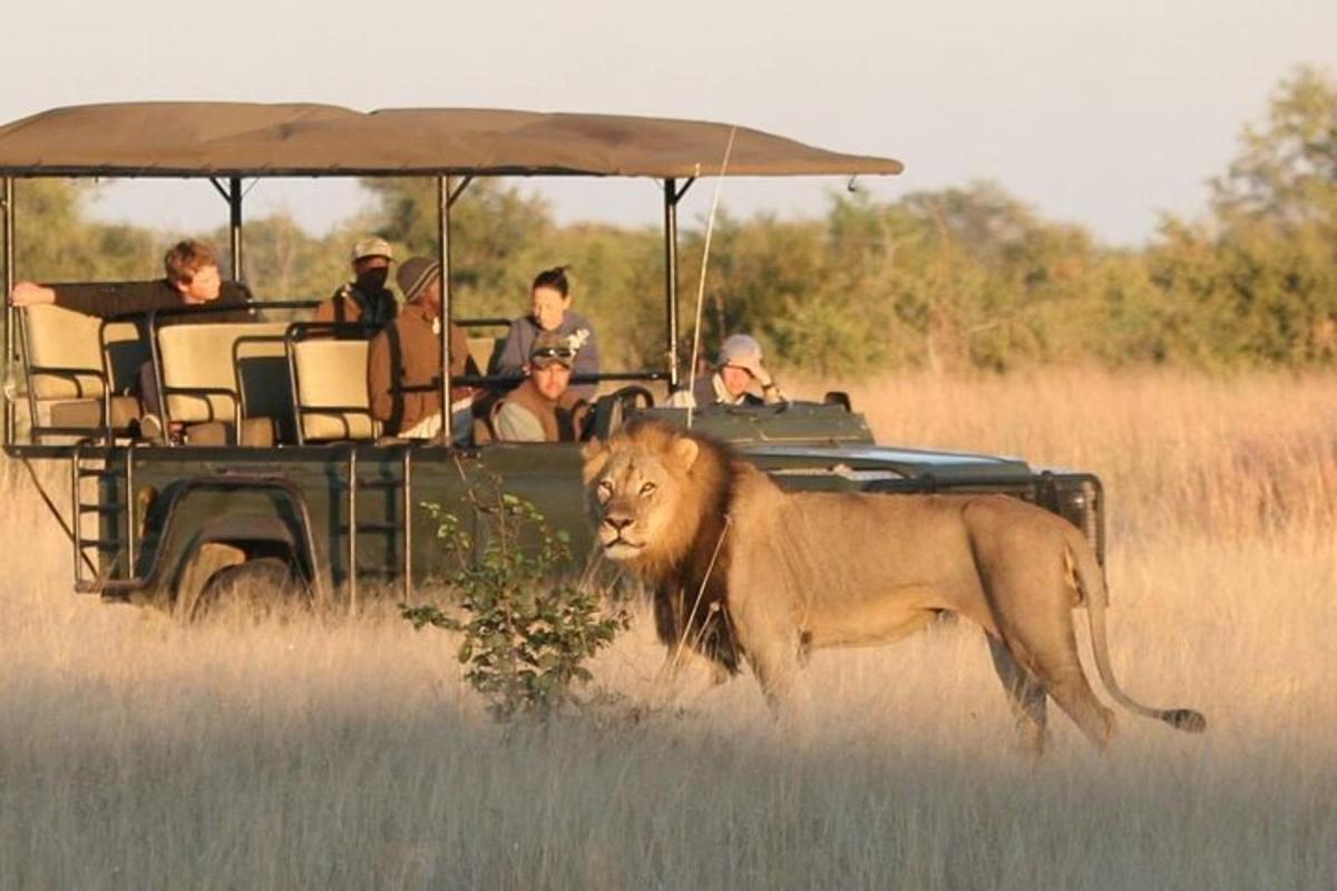 a lion walking in front of a vehicle with people