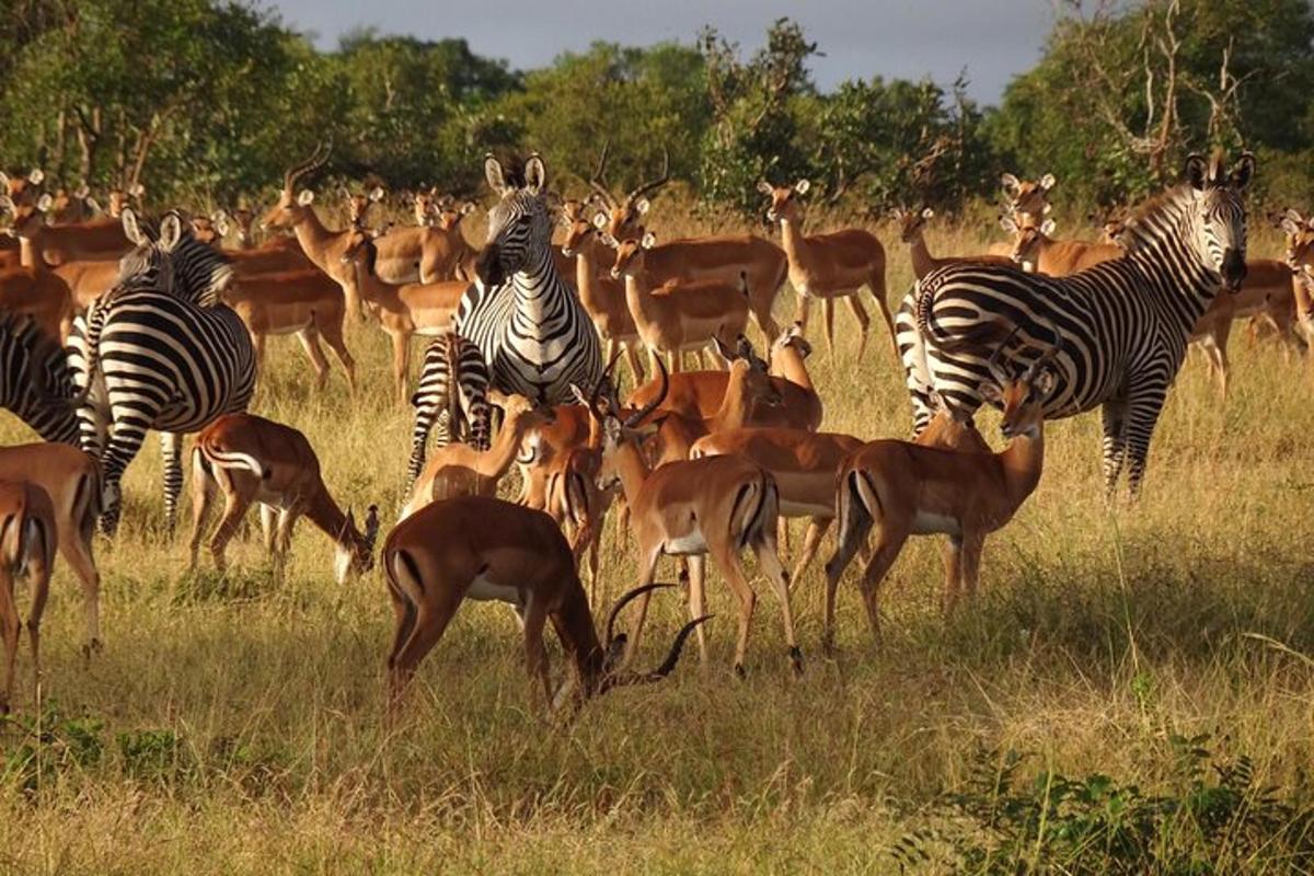o turmă de zebre și antilope pe un câmp