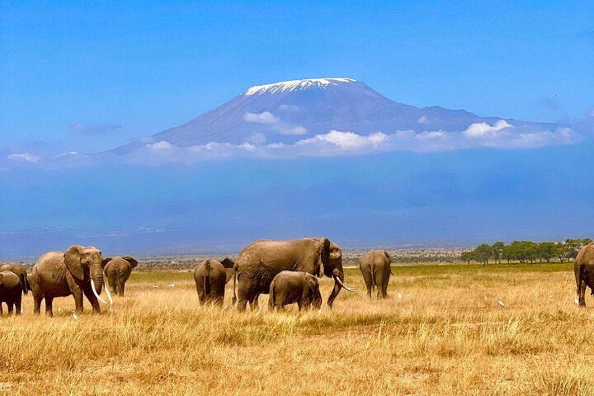 kawanan gajah di ladang dengan gunung di latar belakang