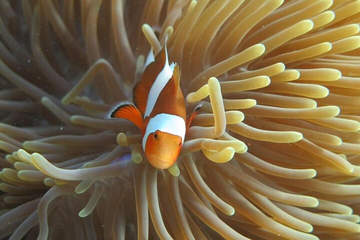 ein Clownfisch, der in einem Meeresschwamm schwimmt