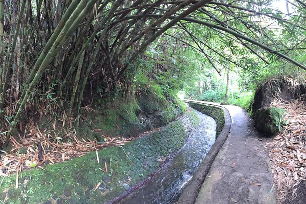 un sentiero attraverso un tunnel di bambù in una foresta
