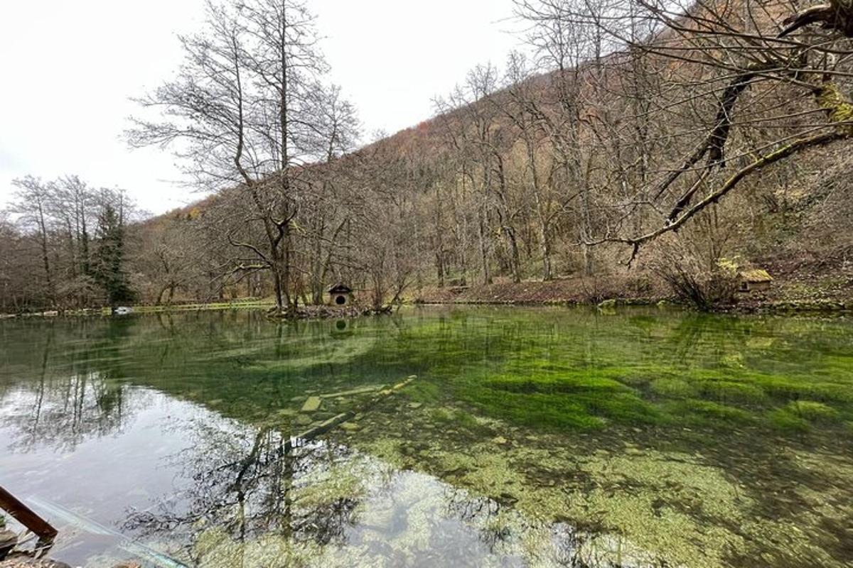 водойма із зеленою травою та деревами