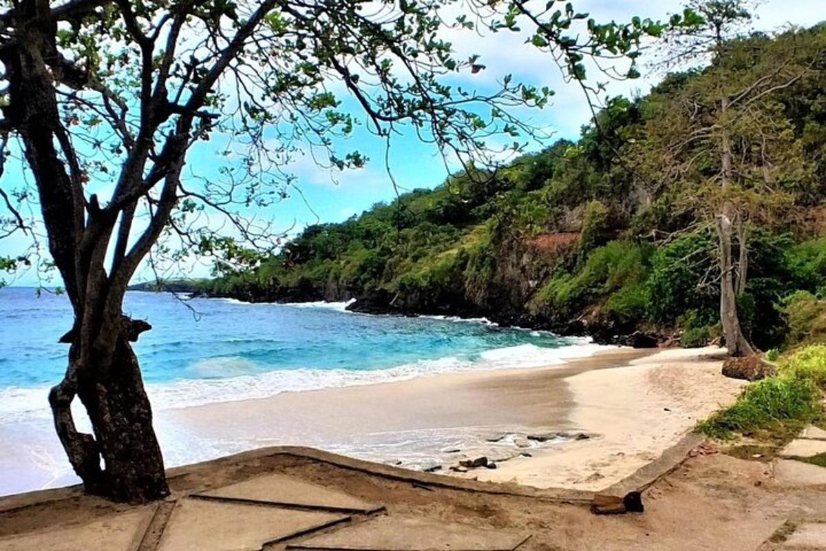 una platja de sorra amb un arbre i l'oceà