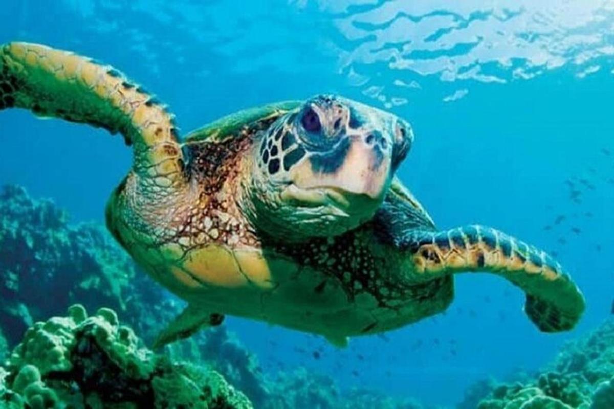 zelená mořská želva plavající v oceánu