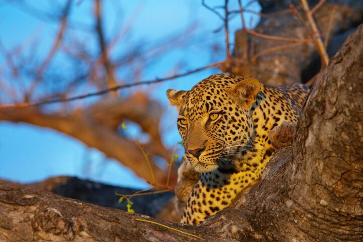 leopard sedí na strome