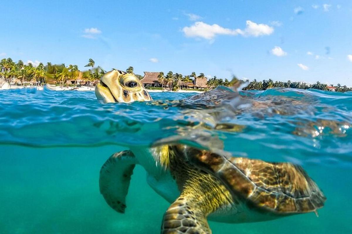 a green sea turtle swimming in the water