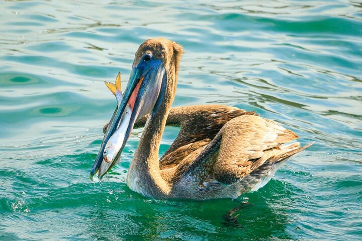 um pato na água com um peixe no bico