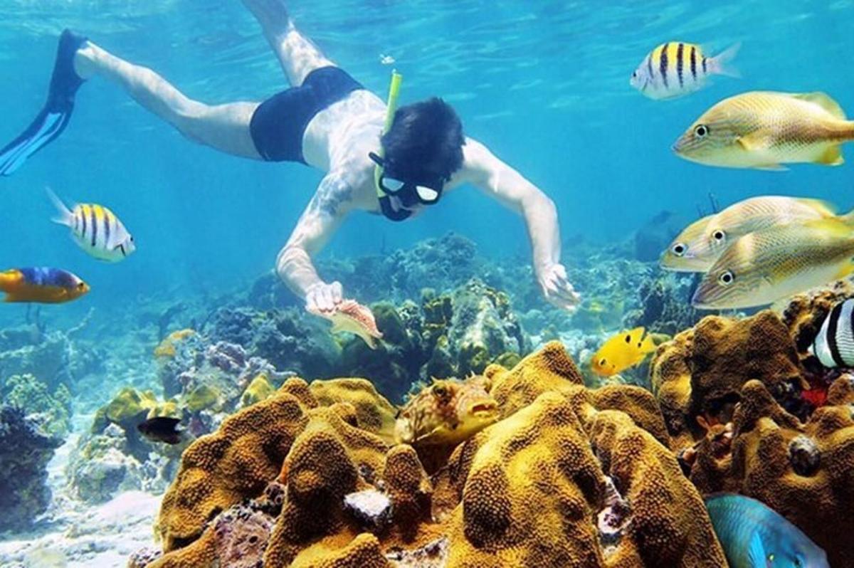một người đang bơi trong nước gần rạn san hô