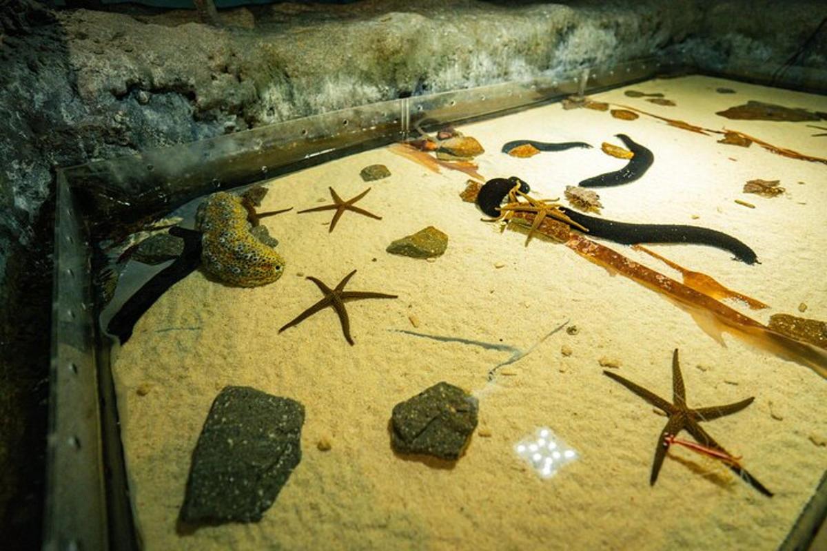 a pile of debris on the sand with starfish and rocks