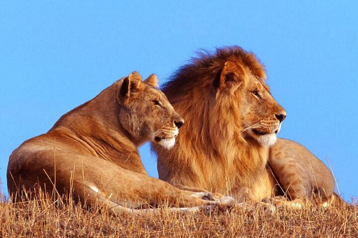 two lions laying down in the tall grass