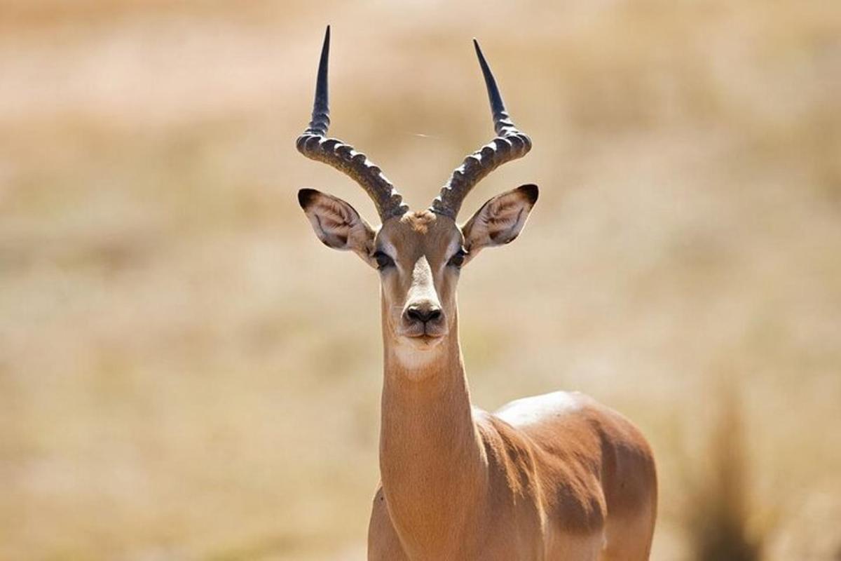 Una gacela con cuernos largos mirando a la cámara.
