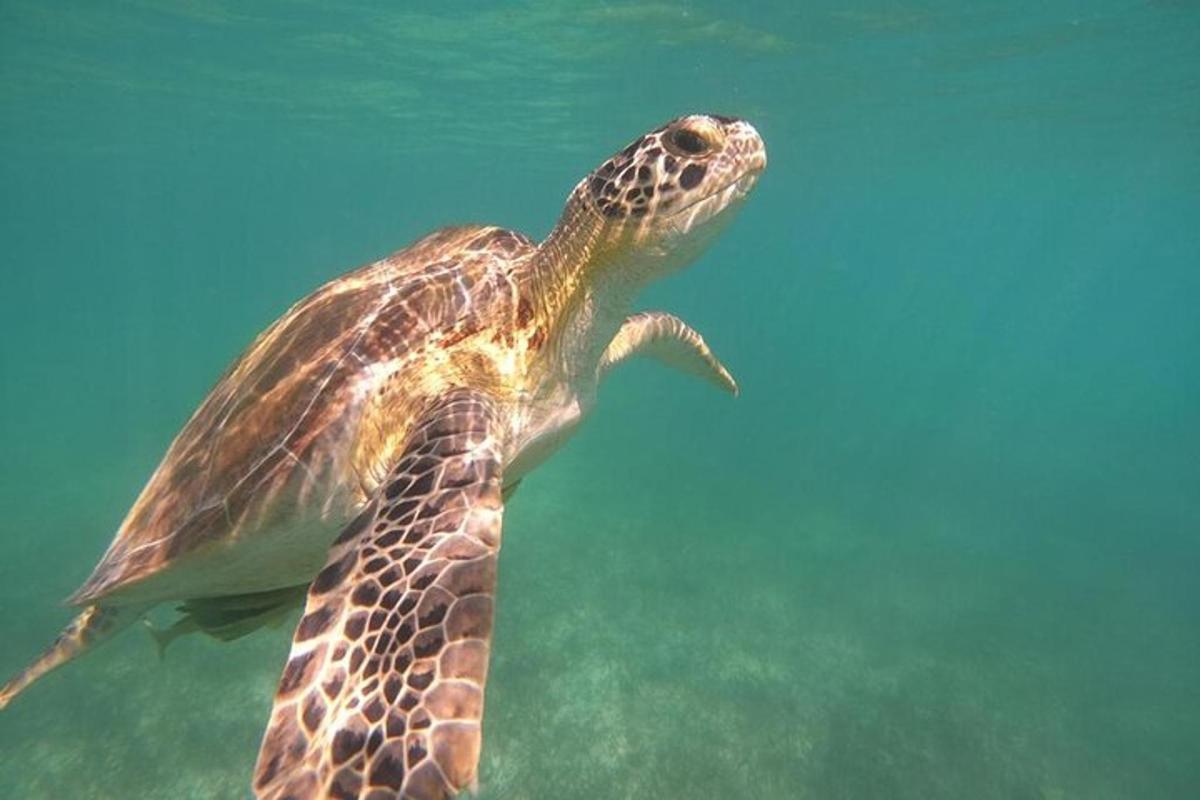 una tartaruga marina verde che nuota nell'acqua