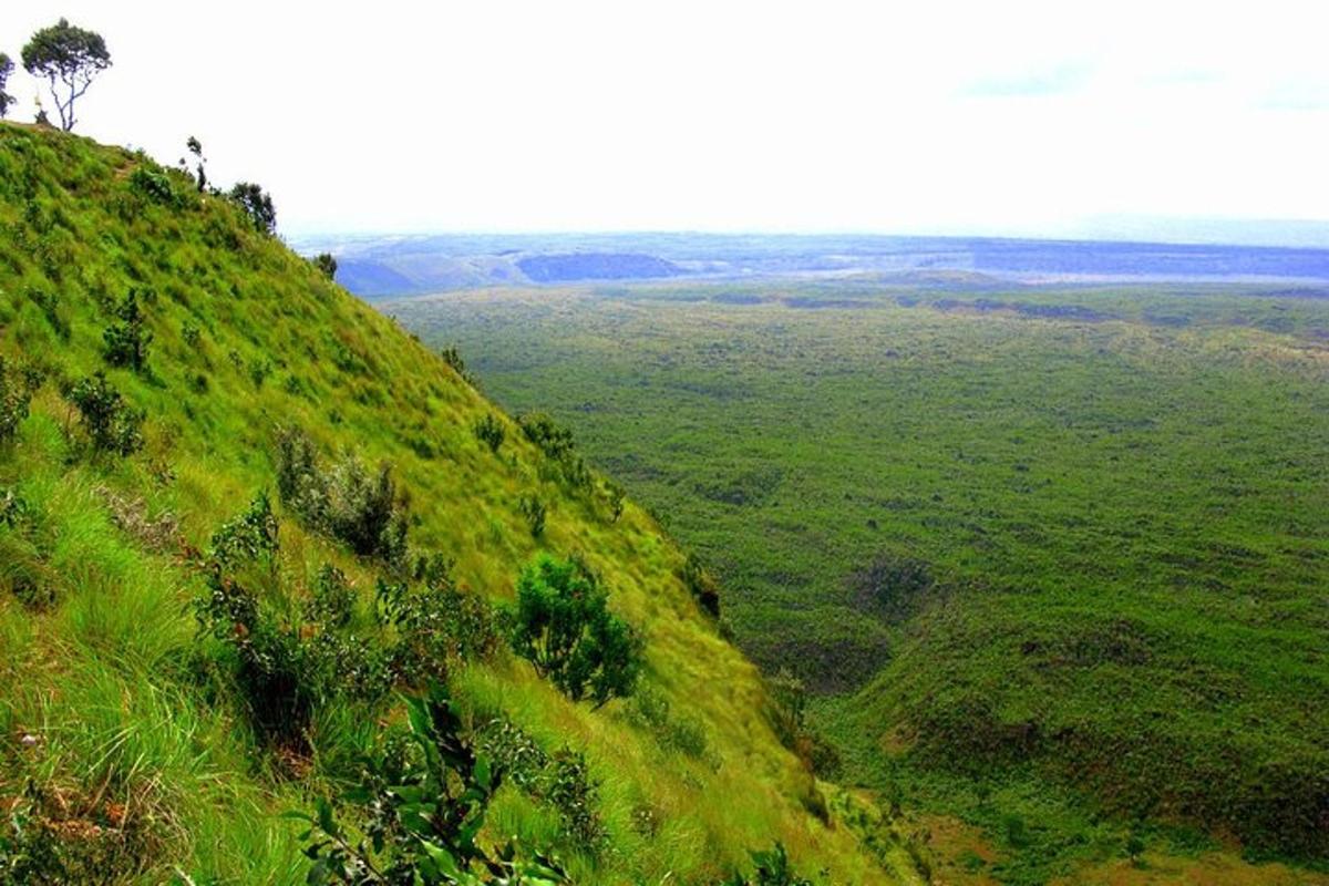 bukit berumput hijau dengan pepohonan di atasnya