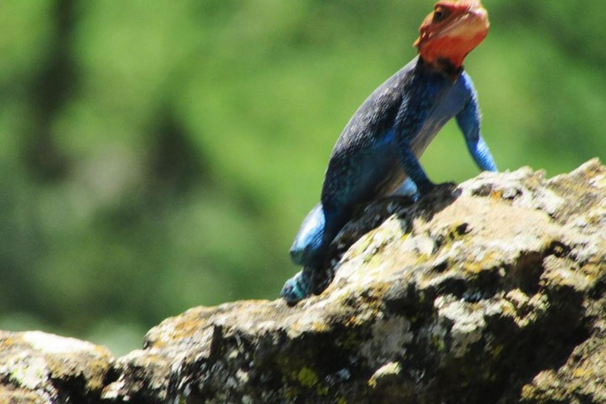 un uccello rosso e blu seduto su una roccia