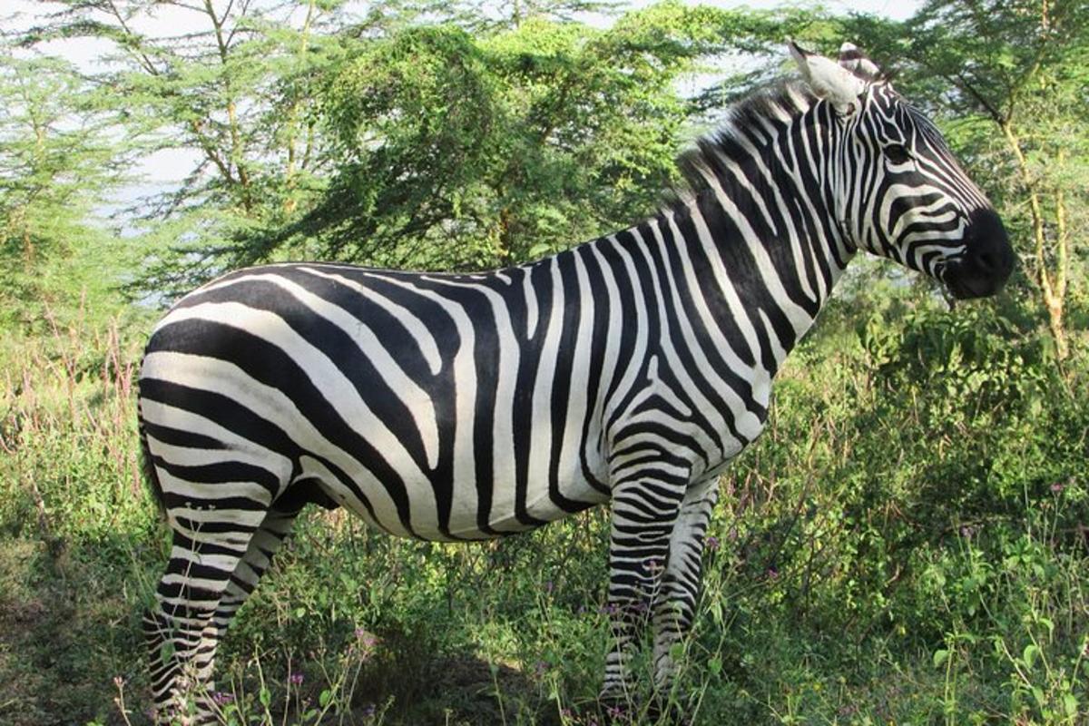 una zebra in piedi nell'erba in un campo