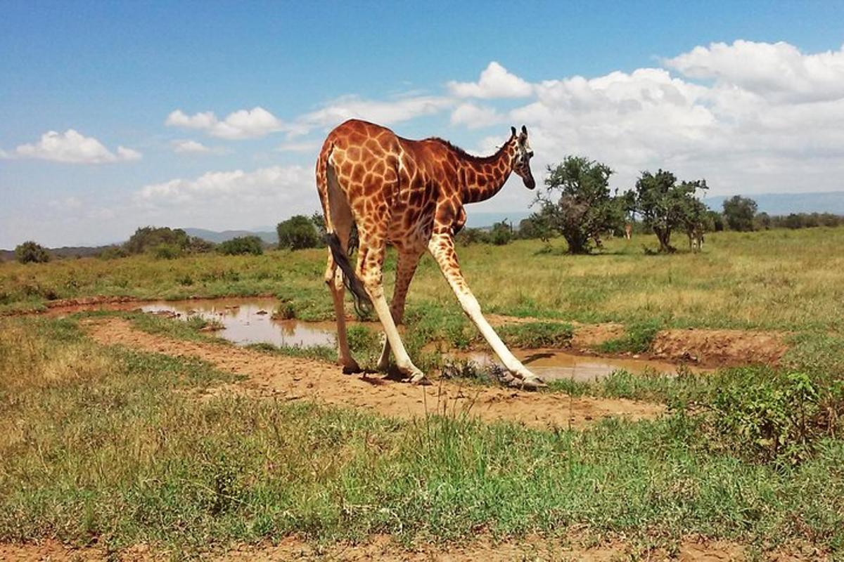 una giraffa in piedi in un campo vicino a una pozzanghera d'acqua