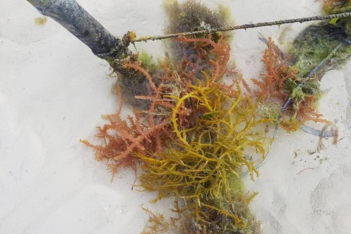 a pile of seaweeds on the sand on the beach