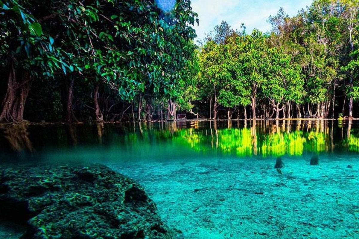 badan air dengan pokok dan burung di dalam air