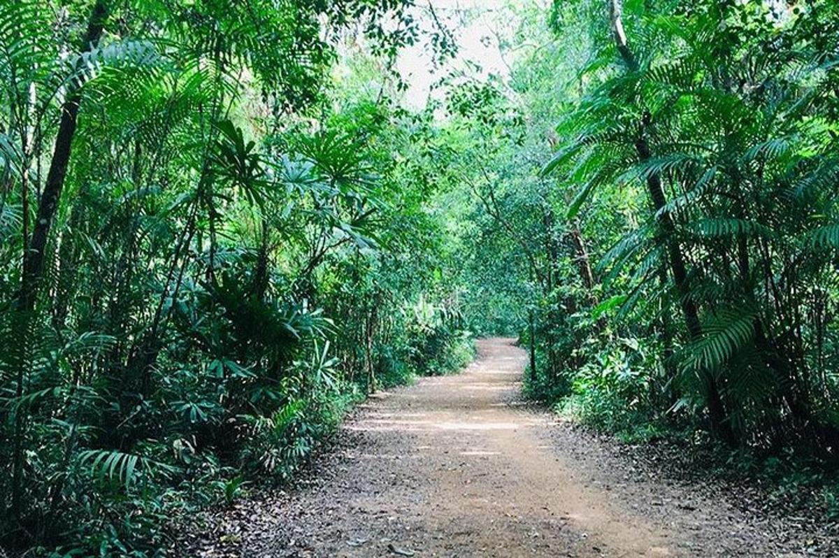 jalan tanah di tengah-tengah hutan